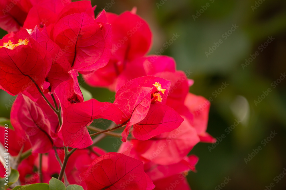 Flor Vermelha Flor Vermelha