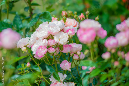 roses in the garden of pink roses.