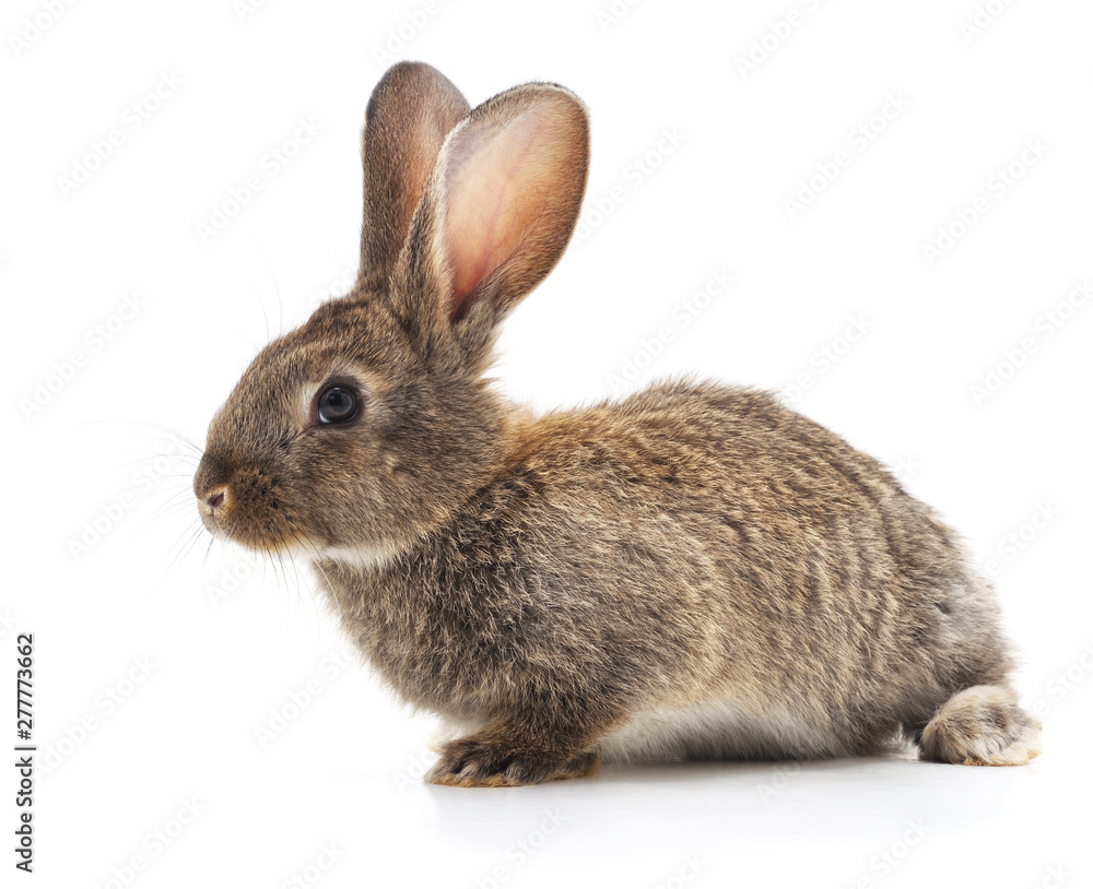 One brown rabbit. One brown rabbit.