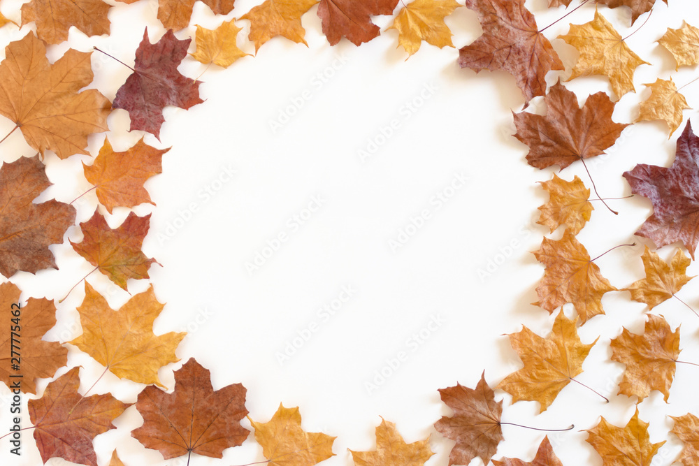 Frame made of dried maple leaves on white background