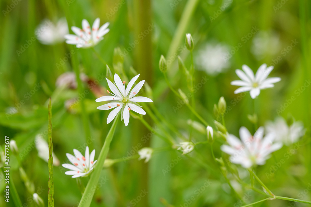 Bright white flower Stellaria close up on green background. Stellaria graminea Bright white flower Stellaria close up on green background. Stellaria graminea