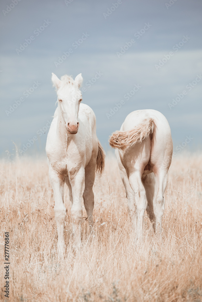 Φωτογραφία white horse family in the middle of nature