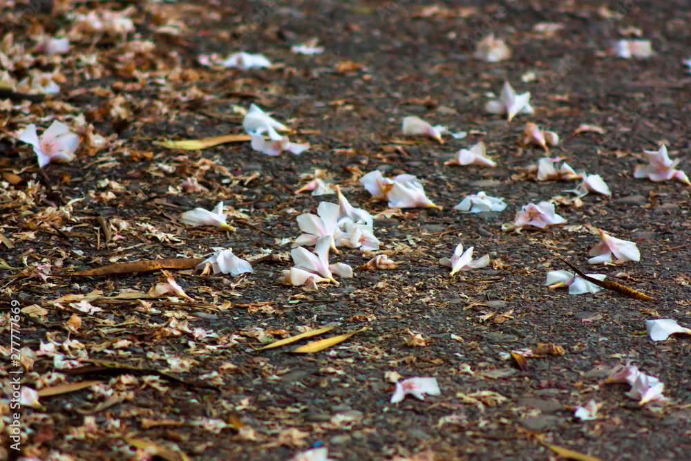 Fallen trampled oleander flowers on walkway path in late summer Fallen trampled oleander flowers on walkway path in late summer