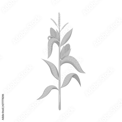 Vector design of corn and stalk sign. Collection of corn and field stock vector illustration. © Svitlana