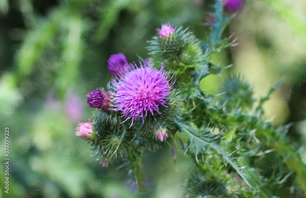 Cirsium vulgare flower, the spear thistle, bull thistle, or common thistle, blooming in summer Cirsium vulgare flower, the spear thistle, bull thistle, or common thistle, blooming in summer