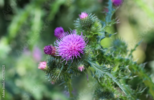 Cirsium vulgare flower, the spear thistle, bull thistle, or common thistle, blooming in summer