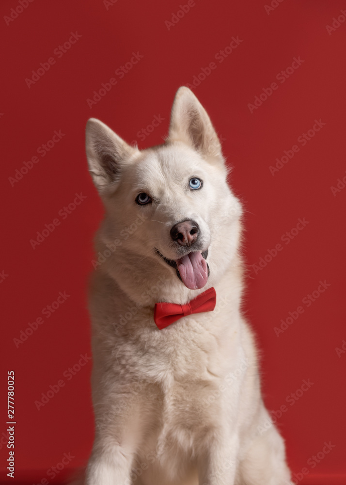 Portrait of pretty siberian husky dog wearing red bow tie isolated against red background. Cool funny party dog. Copy space Portrait of pretty siberian husky dog wearing red bow tie isolated against red background. Cool funny party dog. Copy space