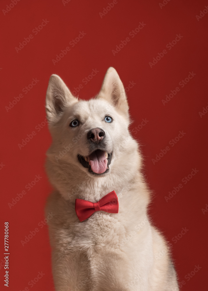 Portrait of pretty siberian husky dog wearing red bow tie isolated against red background. Cool funny party dog. Copy space Portrait of pretty siberian husky dog wearing red bow tie isolated against red background. Cool funny party dog. Copy space
