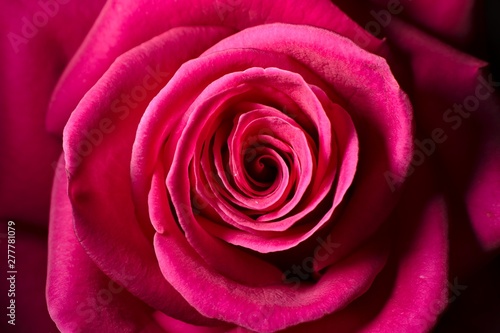 Pink rose