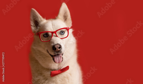 Lovely siberian husky dog wearing glasses and red bow tie isolated against red background. Cool funny dog. Copy space © Iulia