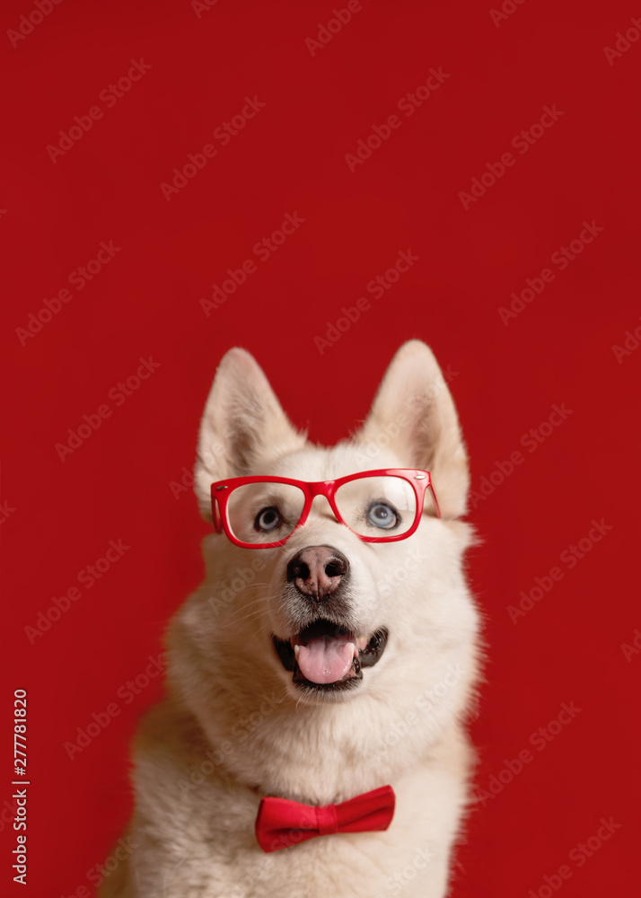 Fototapeta premium Lovely siberian husky dog wearing glasses and red bow tie isolated against red background. Cool funny dog looks up. Copy space