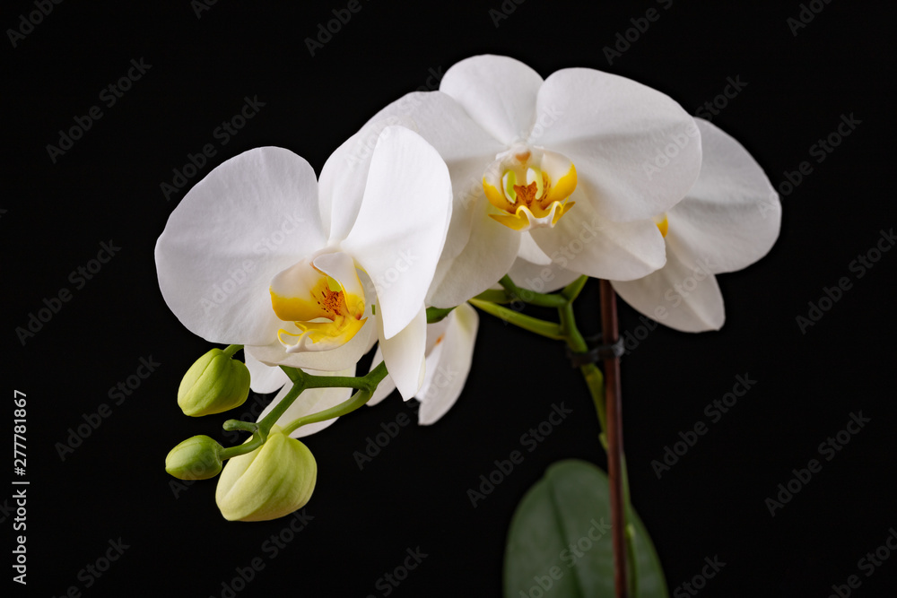 White orchid flowers. A beautifully blossomed flower bred in home conditions. White orchid flowers. A beautifully blossomed flower bred in home conditions.