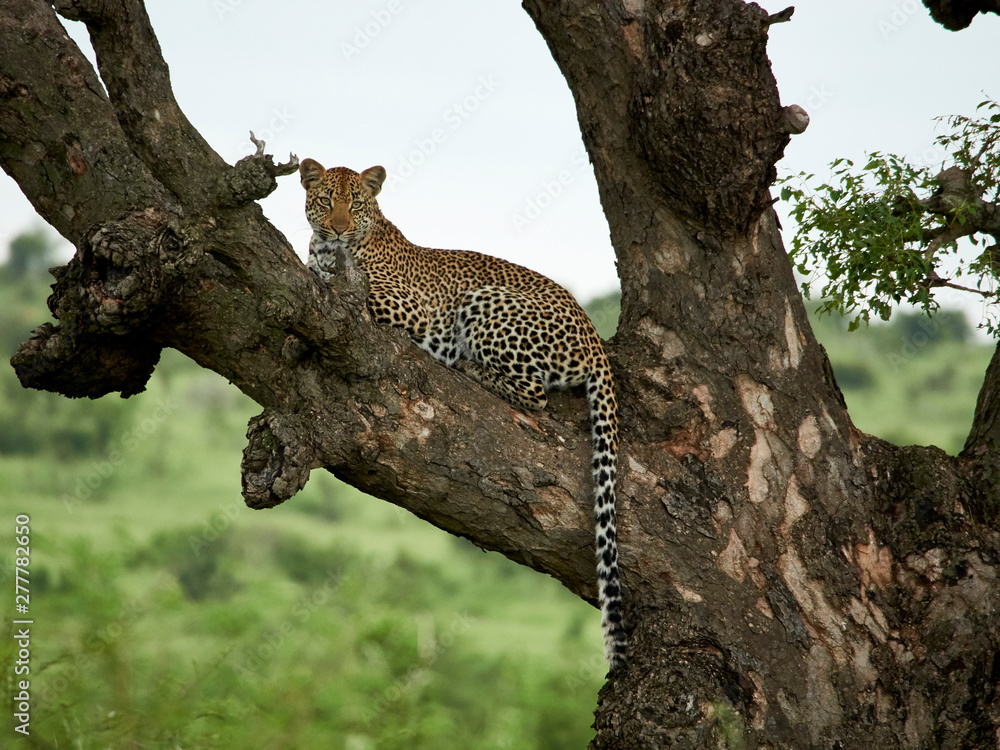 South Africa, Mpumalanga, Kruger National Park, Leopard lying on a tree South Africa, Mpumalanga, Kruger National Park, Leopard lying on a tree