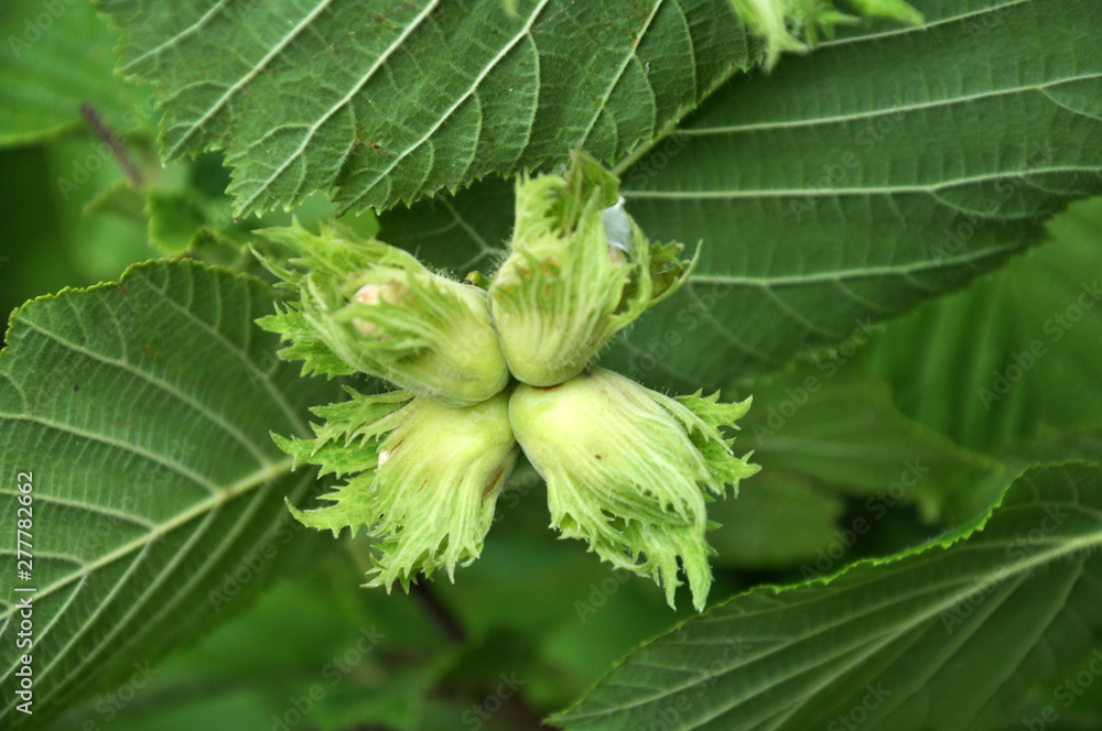 On a branch of a tree ripen nuts hazel On a branch of a tree ripen nuts hazel