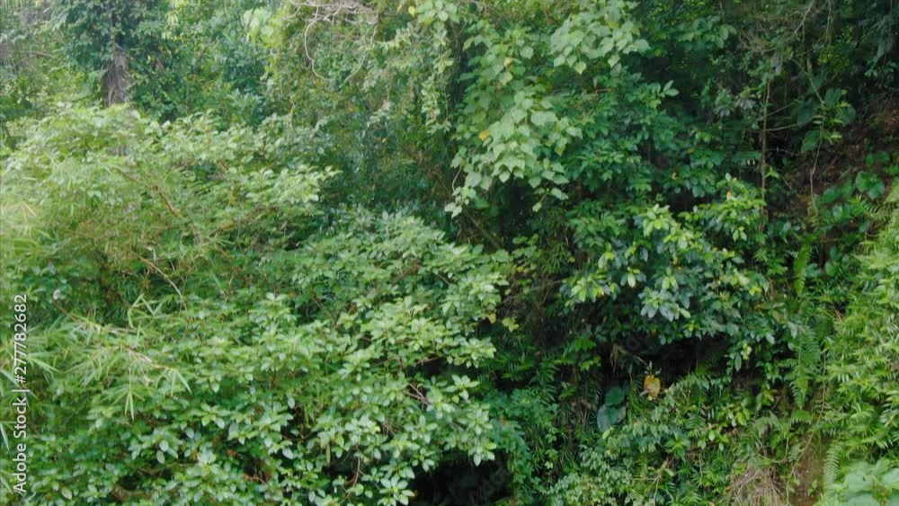 Aerial: flying through a lush tropical forest and coconut trees in Ubud, Bali. Aerial: flying through a lush tropical forest and coconut trees in Ubud, Bali.