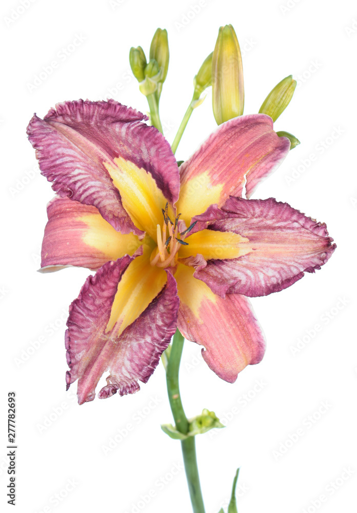 Naklejka premium Daylily (Hemerocallis) flower close-up isolated on white background. Cultivar with pink and yellow flower