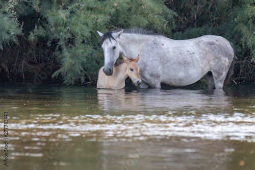 band of wild horses at Salt River  Arizona with babies