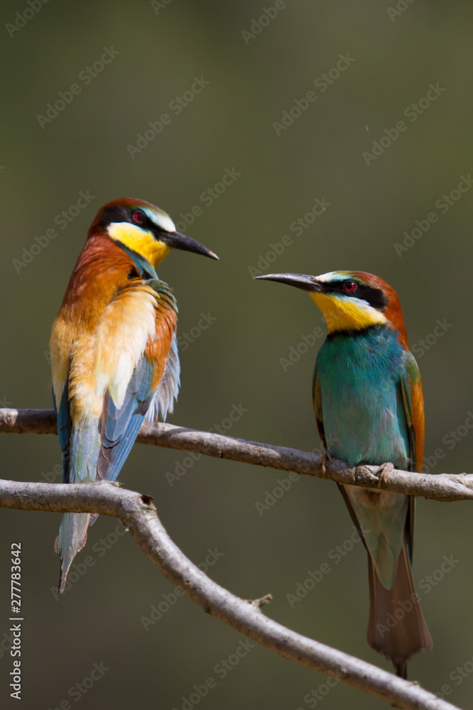 Obraz premium Pair on bee-eater