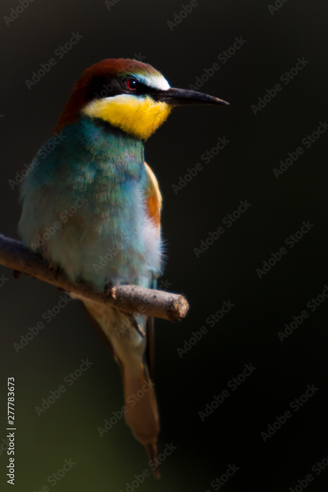 Obraz premium Bee-eater alone.