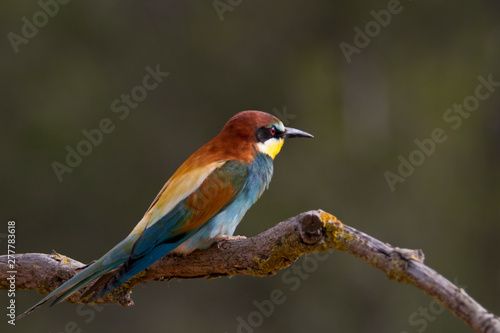 Bee-eater perched on a branch © DaniRodri