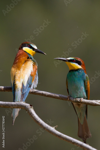 Pair on bee-eater
