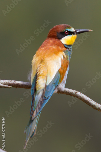 Bee-eater perched on a branch.