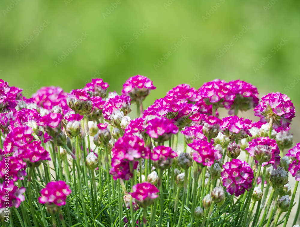 Close up macro of bunch of pink blooming Armeria maritima, commonly known as thrift, sea thrift or sea pink, species of flowering plant in the family Plumbaginaceae. Floral frame on green bokeh Close up macro of bunch of pink blooming Armeria maritima, commonly known as thrift, sea thrift or sea pink, species of flowering plant in the family Plumbaginaceae. Floral frame on green bokeh