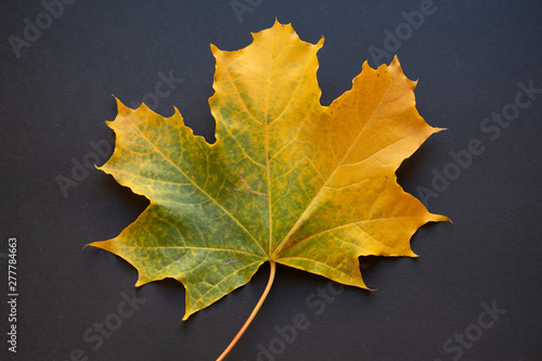 Autumn maple leaf on dark background