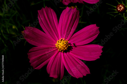 pink flower on a dark background