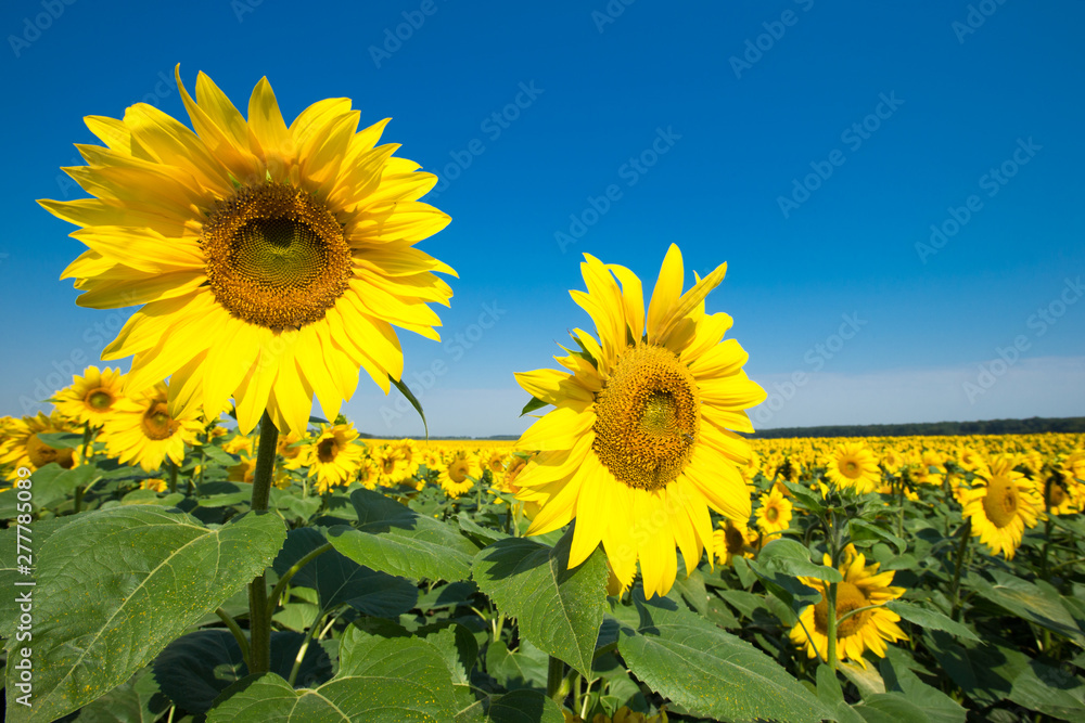 Sunflower field with cloudy blue sky Sunflower field with cloudy blue sky