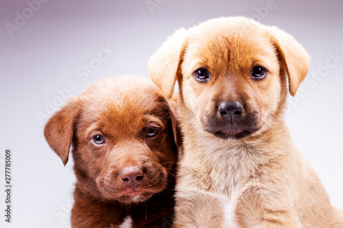 Fototapeta Naklejka Na Ścianę i Meble -  two cute puppies on white background