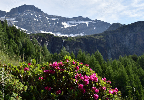 Pizzo Malenco in the back of a beautiful rhododendron © Fabiano