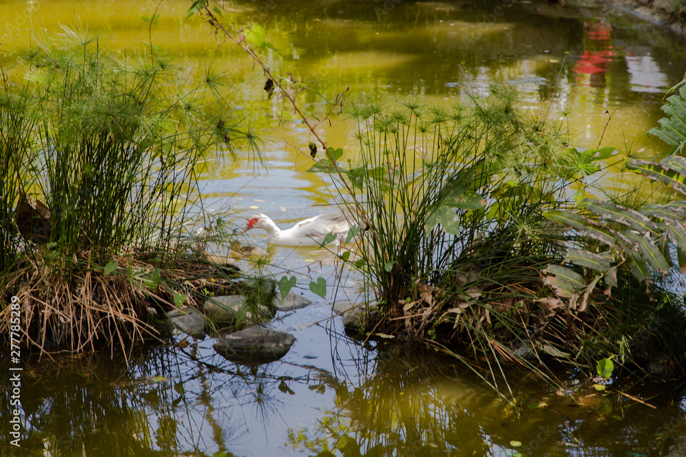 pond with duke pond with duke