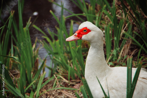 Pretty white duck looking to the side.