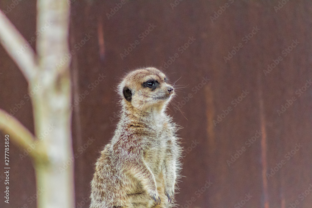 Fototapeta premium a funny meerkat guarding its enclosure of possible predators