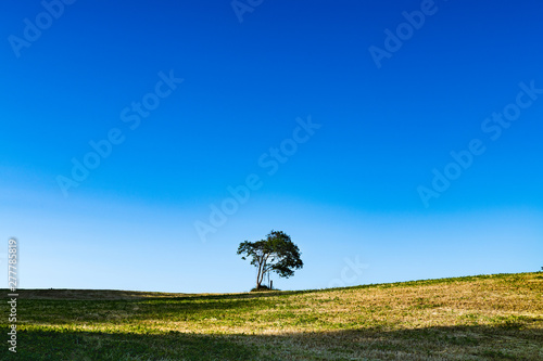 春の牧草地の丘の上の一本の木