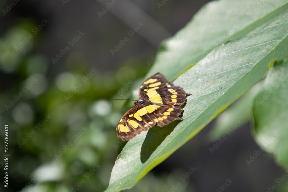 yellow butterfly yellow butterfly