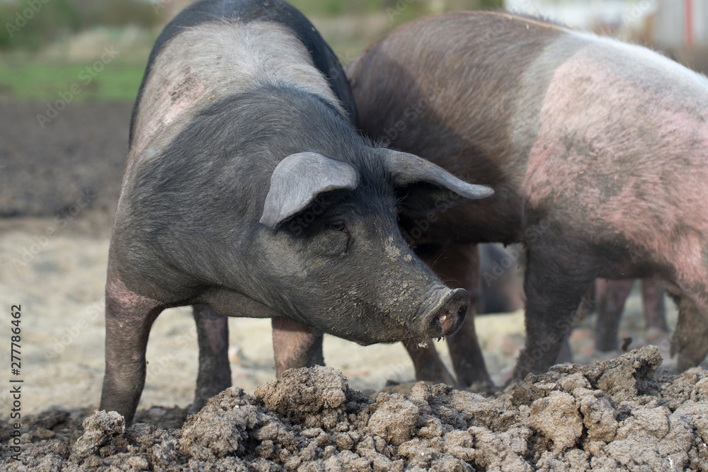 organic food, saddleback pig, pig and pork organic food, saddleback pig, pig and pork