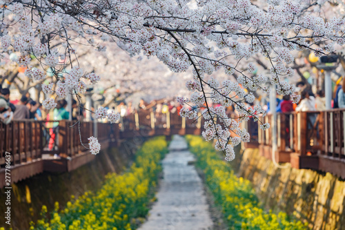 Cherry tree blossom and Jinhae Gunhangje Festival photo