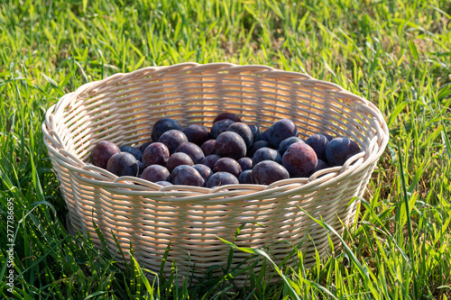 Photos montón de ciruelas en una cesta sobre hierba verde