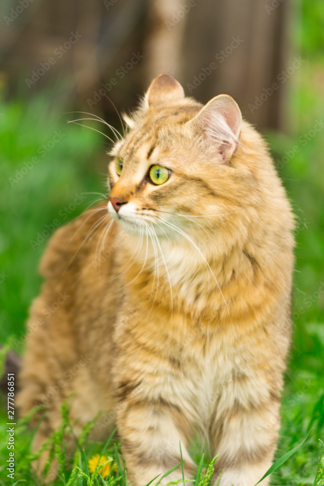 Ginger tabby cat on the nature in the green grass among the yellow dandelions. Cat walking in nature. Ginger tabby cat on the nature in the green grass among the yellow dandelions. Cat walking in nature.