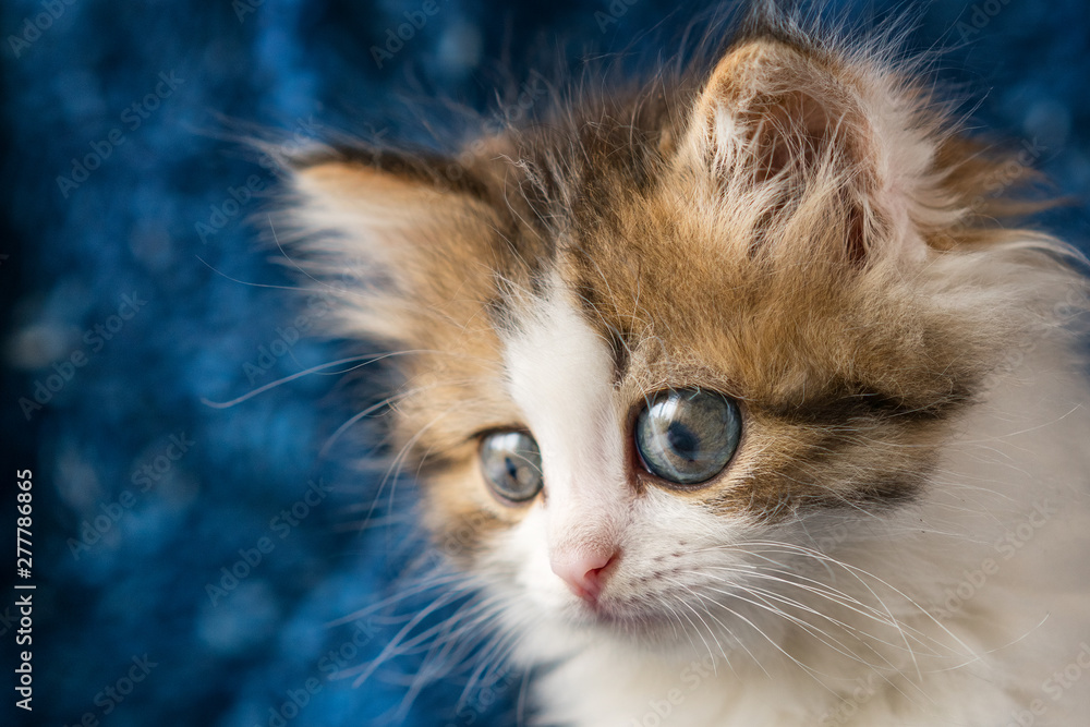 beautiful portrait of a fluffy kitten on a blue background