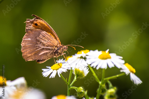 Butterfly on a chamomile flower on meadow