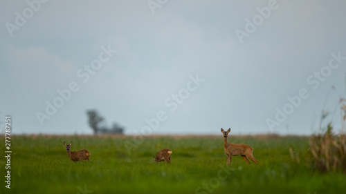 Fototapeta Naklejka Na Ścianę i Meble -  Roe deer (Capreolus capreolus) family