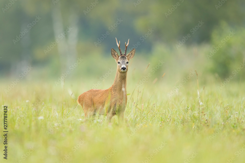 Roebuck in the meadow (Capreolus capreolus) Roebuck in the meadow (Capreolus capreolus)