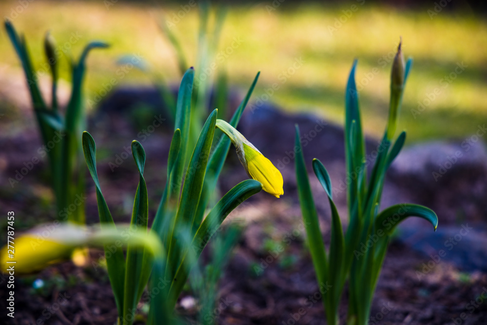 delicate charming yellow daffodils growing in the garden in the morning spring sunshine delicate charming yellow daffodils growing in the garden in the morning spring sunshine