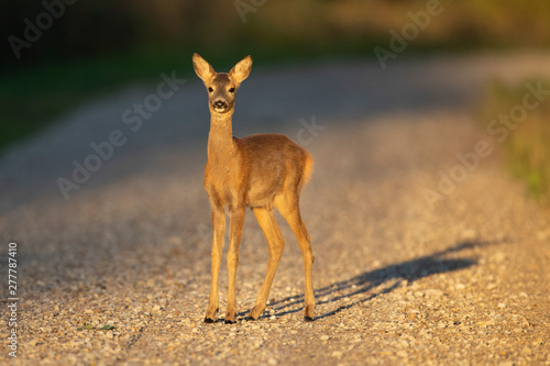 Young Roe deer (Capreolus capreolus)