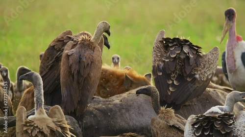 Ruppell's vultures and hyena eating  photo