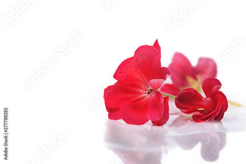 red flower on light white background with reflection in water drops and shadows