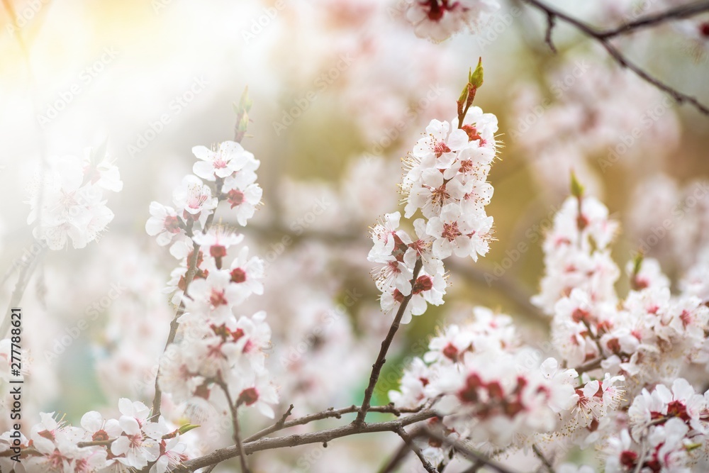 apricot flower spring nature close up macro awekening life apricot flower spring nature close up macro awekening life